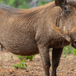 Formia, Cinghiale Avvistato Davanti Alla Scuola Italo Calvino A Gianola: Nuovo Allarme In Città