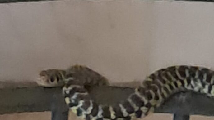 Serpente Biacco Avvinghiato Al