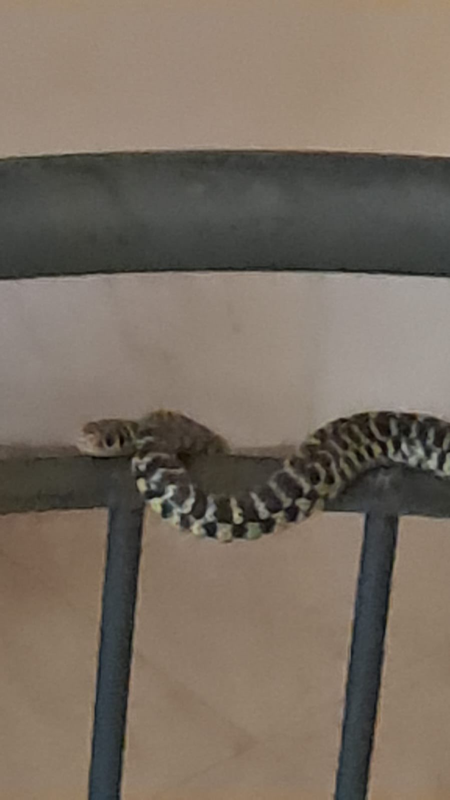Serpente Biacco Avvinghiato Al