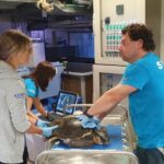 Soccorso Una Tartaruga Caretta Caretta Al Largo Di Genova: Il Ritrovamento E Le Cure All’Acquario