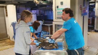 Soccorso Una Tartaruga Caretta