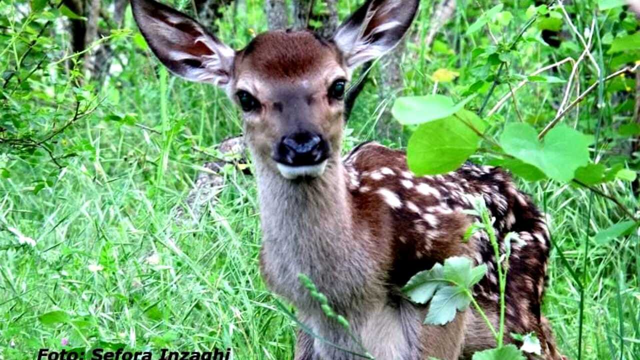 Sospesa La Caccia Ai Cervi In