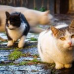 Sterminio Di Una Colonia Felina A Cittadella, Almeno 20 Gatti Spariti In Tre Mesi Con Un Ritrovamento Inquietante