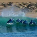 Sudafrica Impegnato Nella Conservazione Del Patrimonio Naturale Tra Parchi, Fauna E Turismo Responsabile