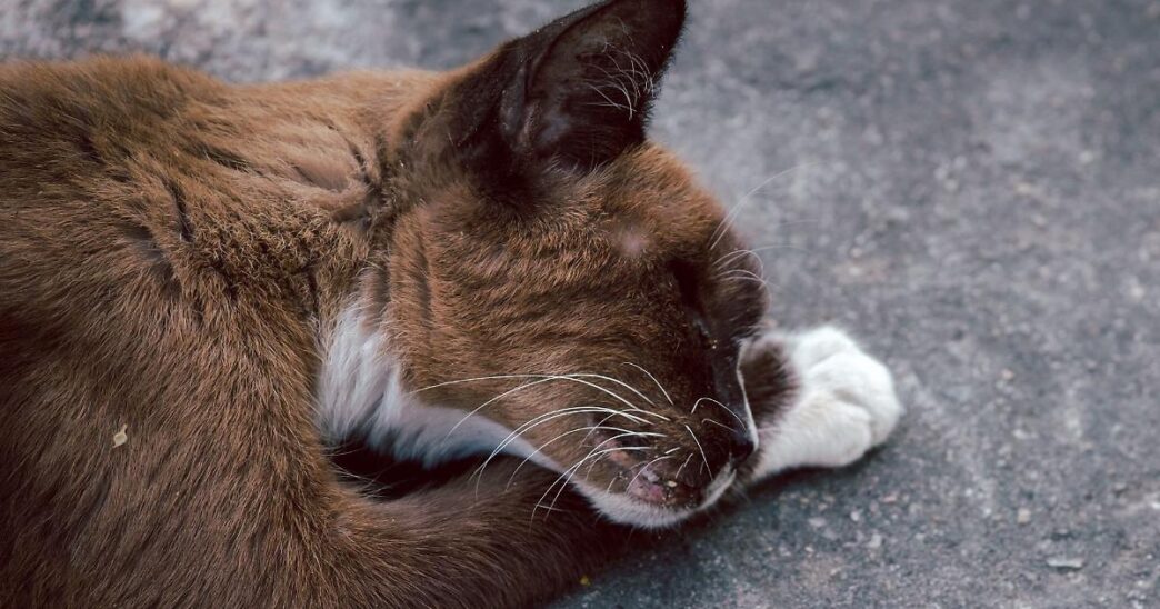Trovato Gatto Morto Dentro Un