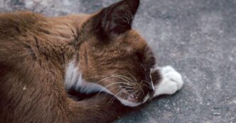 Trovato Gatto Morto Dentro Un