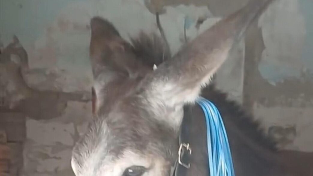 Trovato Un Asino Addobbato Per