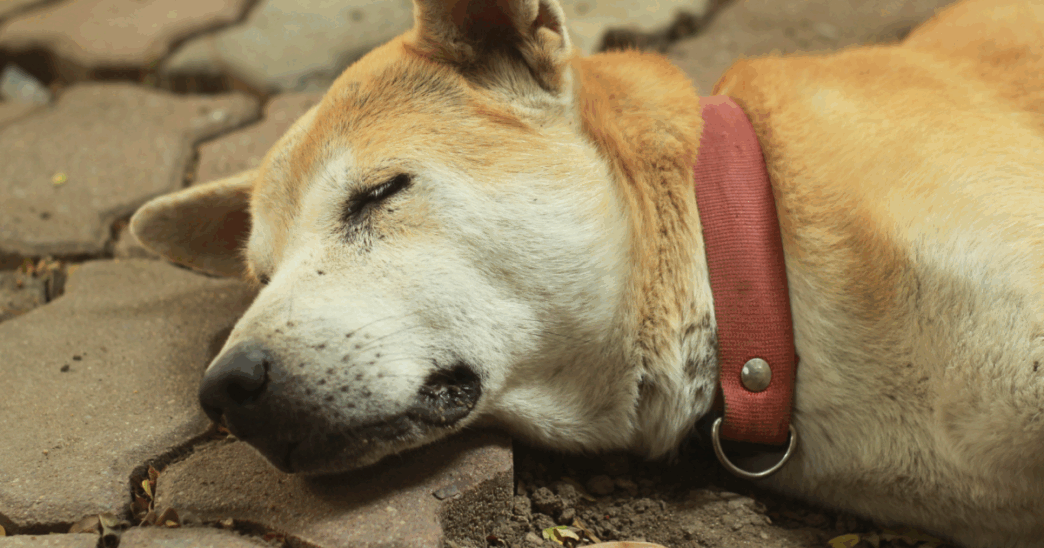 Trovato Un Cane Morto Sulla Pr