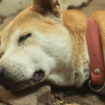 Trovato Un Cane Morto Sulla Provinciale Tra Castellamonte E Castelnuovo, Indagini In Corso Per Possibile Avvelenamento