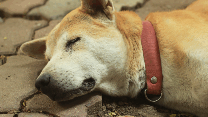 Trovato Un Cane Morto Sulla Pr