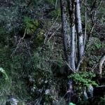 Turisti Belgi Si Perdono Sul Monte Tuoro In Provincia Di Avellino Salvati Dopo Ore Di Ricerche