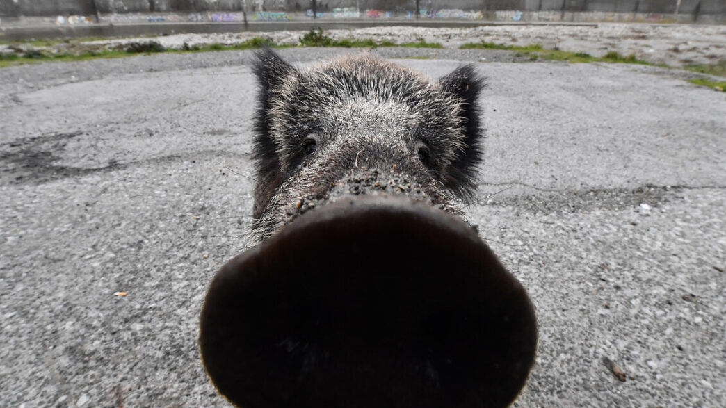 Un Cinghiale Crea Allarme Nel