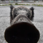 Un Cinghiale Crea Allarme Nel Centro Di Savona Ferendo Due Donne E Carica Un Agente Della Polizia Municipale