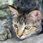 Un Gatto Trovato Impiccato In Via Bellaria A Pistoia, Indagini In Corso