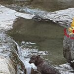 Un Lupo Muore In Appennino Nei Pressi Di Una Vecchia Discarica A Palazzuolo Sul Senio
