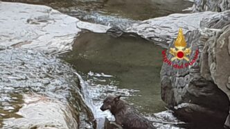Un Lupo Muore In Appennino Nei