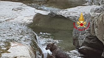Un Lupo Muore In Appennino Nei