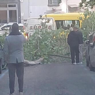 Un Platano Crolla In Via Scarl