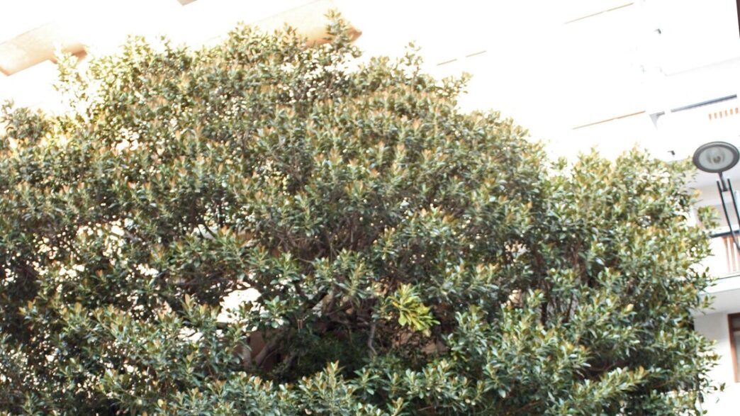 Un Ramoscello Dell27Albero Di F
