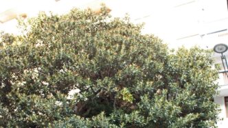 Un Ramoscello Dell27Albero Di F