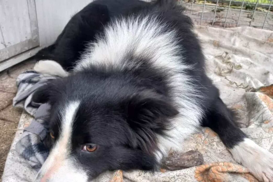 Uomo Denunciato Per Maltrattam
