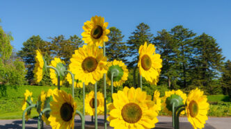 Van Gogh E I Suoi Girasoli Pre