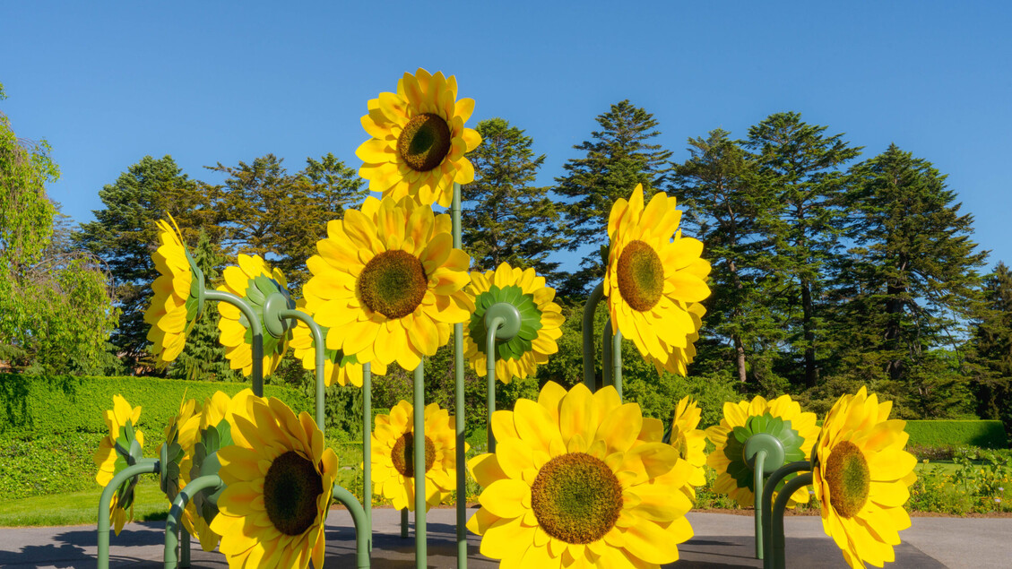 Van Gogh E I Suoi Girasoli Pre