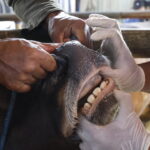 Veterinario Aziendale, Zootecnia Italiana E Sanità Pubblica: Necessari Provvedimenti Ministeriali Chiari Per Rafforzare Il Ruolo