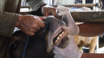 Veterinario Aziendale2C Zootecn