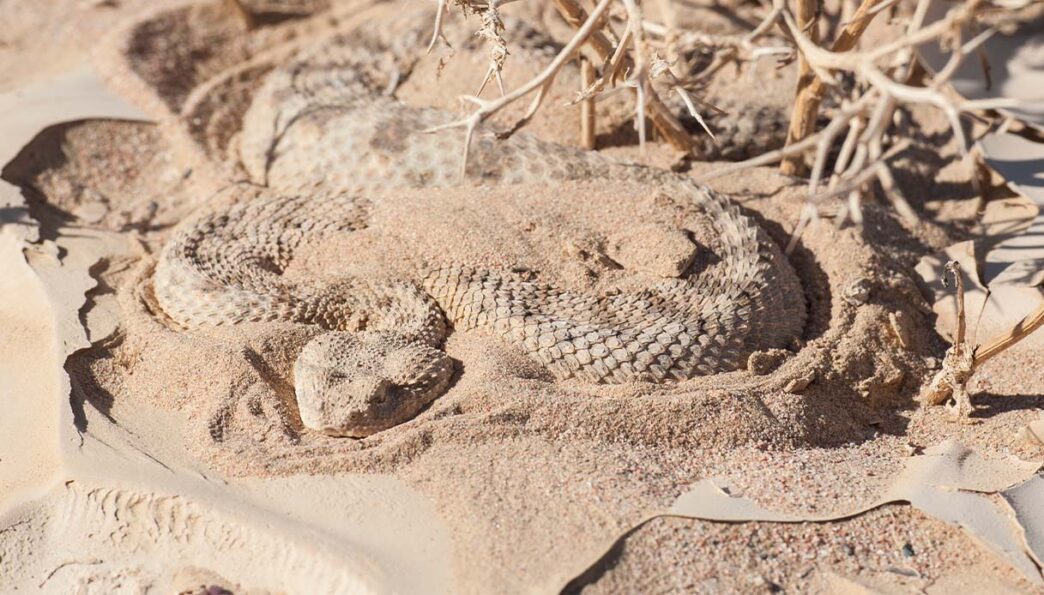 Vipera Della Sabbia3A Un Morso
