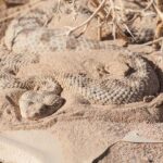 Vipera Della Sabbia: Un Morso A San Marino Tra Rischi, Leggi E Interventi Sanitari