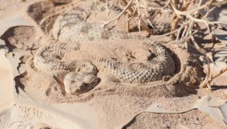 Vipera Della Sabbia3A Un Morso