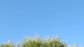 Xylella In Puglia2C Perdita Di