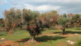 Xylella Si Avvicina Alla Basil