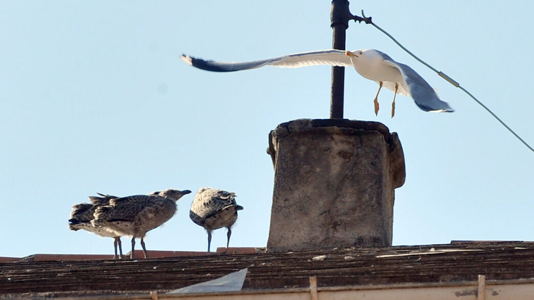 A Venezia Stabile La Popolazio