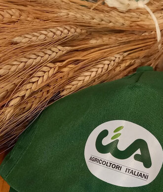 A Foggia Il Prezzo Del Grano D