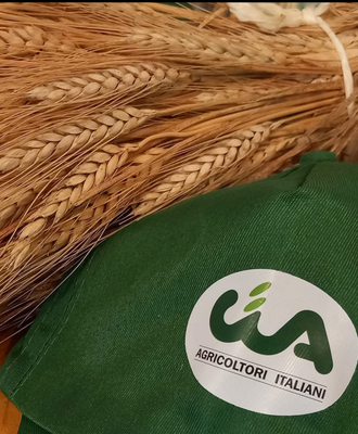 A Foggia Il Prezzo Del Grano D