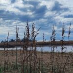 L’evento “I Tesori Della Maremma Laziale” A Ladispoli Valorizza La Palude Di Torre Flavia