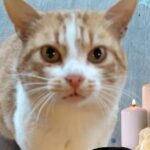 La Morte Di Gianfranco Il Gatto Mascotte Di Vercelli Colpito Da Un Proiettile Ad Aria Compressa