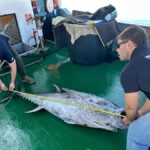 Obbligo Di Sigillo Su Tonno Rosso Nei Porti Siciliani Da Maggio 2025 Per Controllare La Pesca