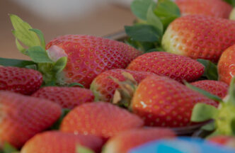 Piccoli Frutti Protagonisti De