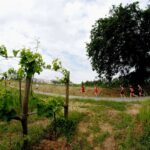 Tre Borghi Tra Frisa, Badia Di Frisa E Guastameroli: La Settima Edizione Della Podistica Si Prepara Per Maggio