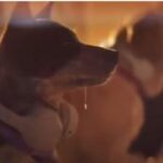 Una Nuova Compagnia Aerea Dedicata Ai Cani Offrirà Voli Diretti Tra Londra E Gli Stati Uniti