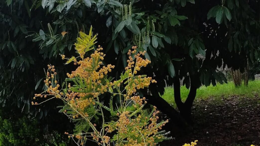A Mendicino Un Albero Di Mimos