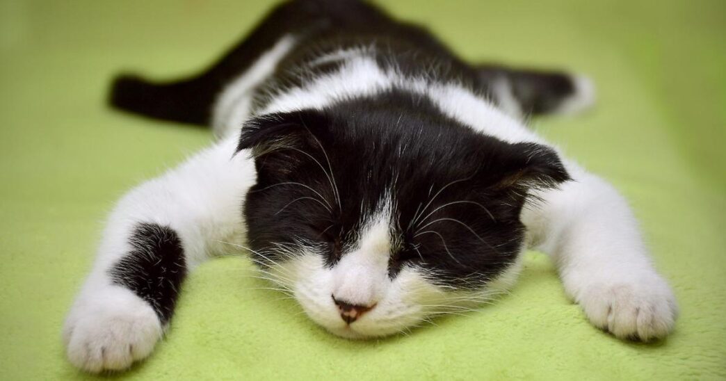 A Stazzano Il Caso Del Gatto U