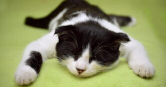 A Stazzano Il Caso Del Gatto U