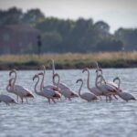 A Cervia Grazia Deledda E Gli Animali Della Pineta Tra Memoria E Nuovi Habitat Nel Territorio Romagnolo
