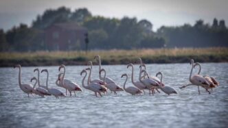 A Cervia Grazia Deledda E Gli