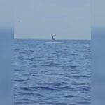 A Marzamemi La Pesca Di Tonni Si Trasforma Con La Cattura Di Uno Squalo Mako Di Quattro Metri