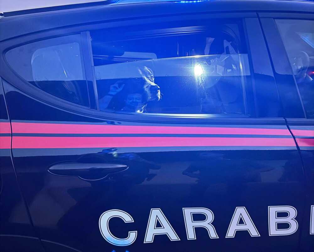 A Roma Un Cane Smarrito Salvat